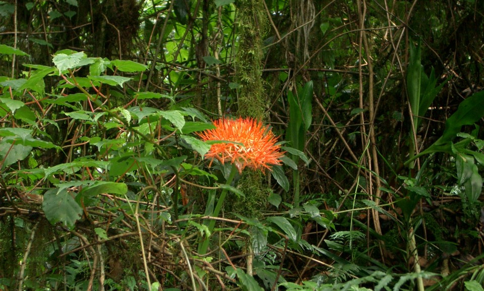 Белтімпорт вітає всіх жінок зі святом 8-го Березня! - Фото №2