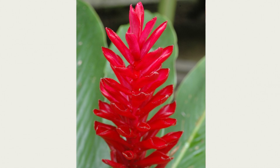 Белтімпорт вітає всіх жінок зі святом 8-го Березня! - Фото №8