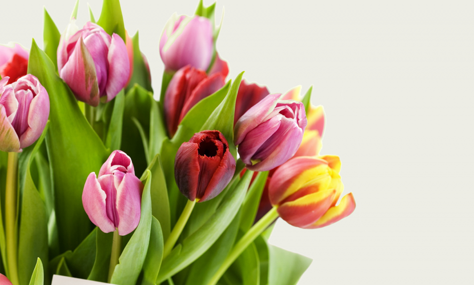 МИЛІ ЖІНКИ, ВІТАЄМО ВАС ЗІ СВЯТОМ ВЕСНИ! - Фото №1