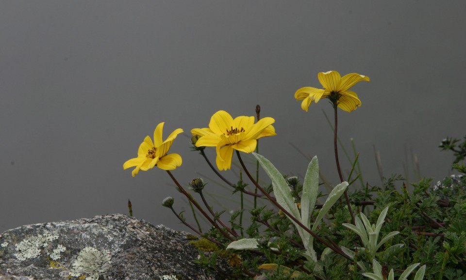 Белтімпорт вітає всіх жінок зі святом 8-го Березня! - Фото №3