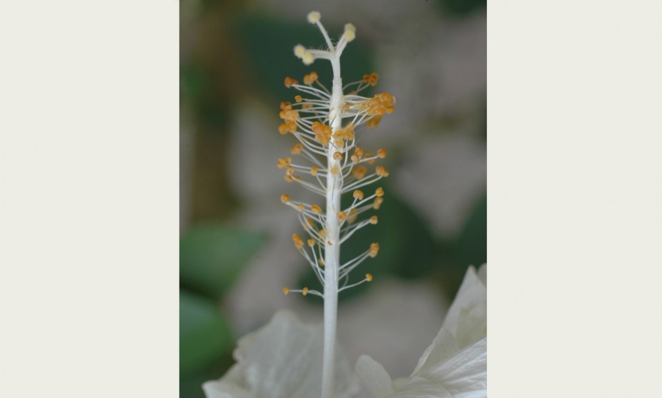 Белтімпорт вітає всіх жінок зі святом 8-го Березня! - Фото №6