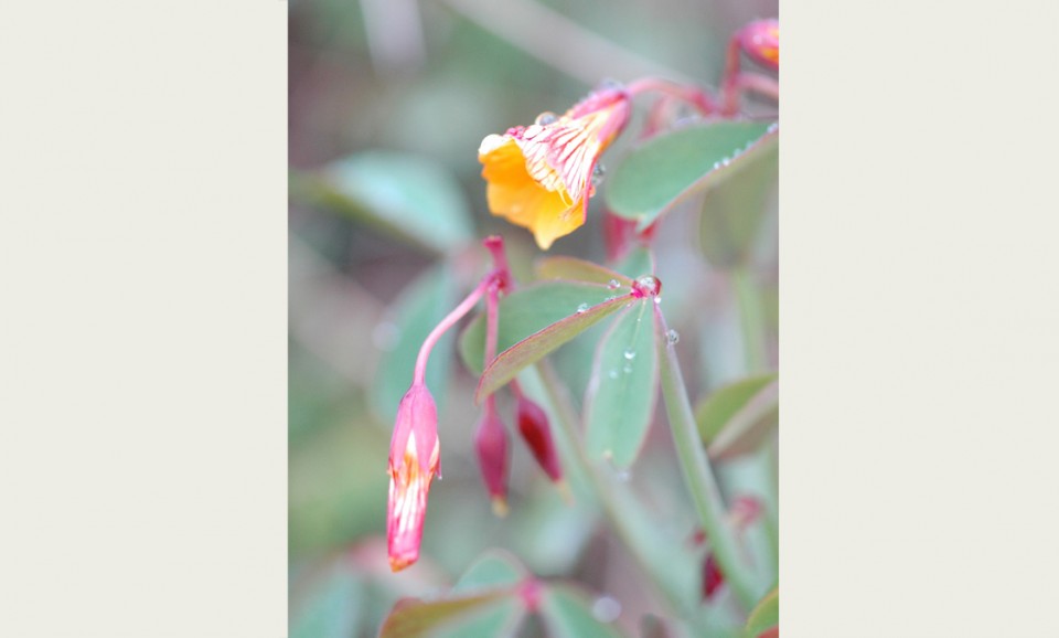 Белтімпорт вітає всіх жінок зі святом 8-го Березня! - Фото №4