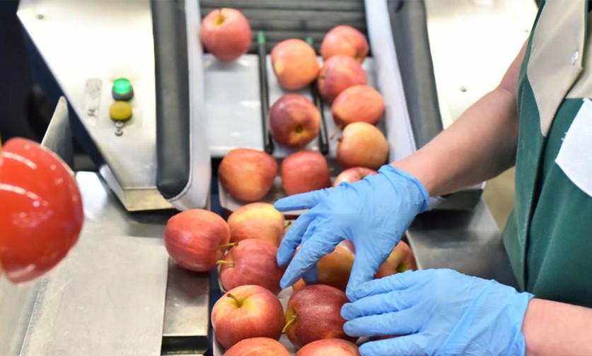 Паси Optibelt для харчової промисловості - Фото №3