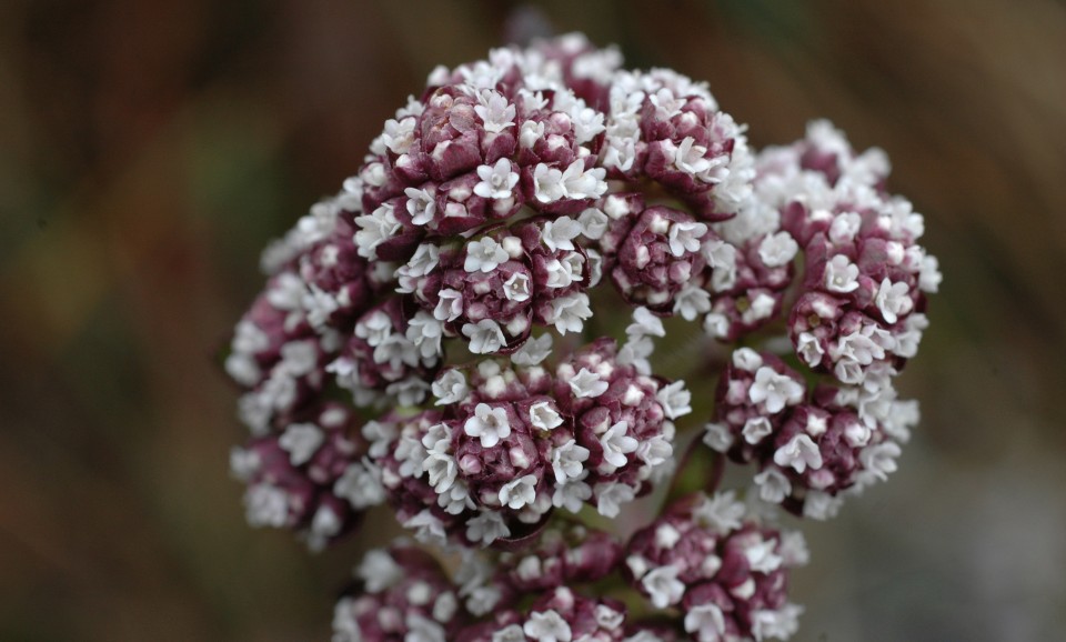 Белтімпорт вітає всіх жінок зі святом 8-го Березня! - Фото №1