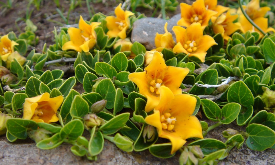 Белтімпорт вітає всіх жінок зі святом 8-го Березня! - Фото №9