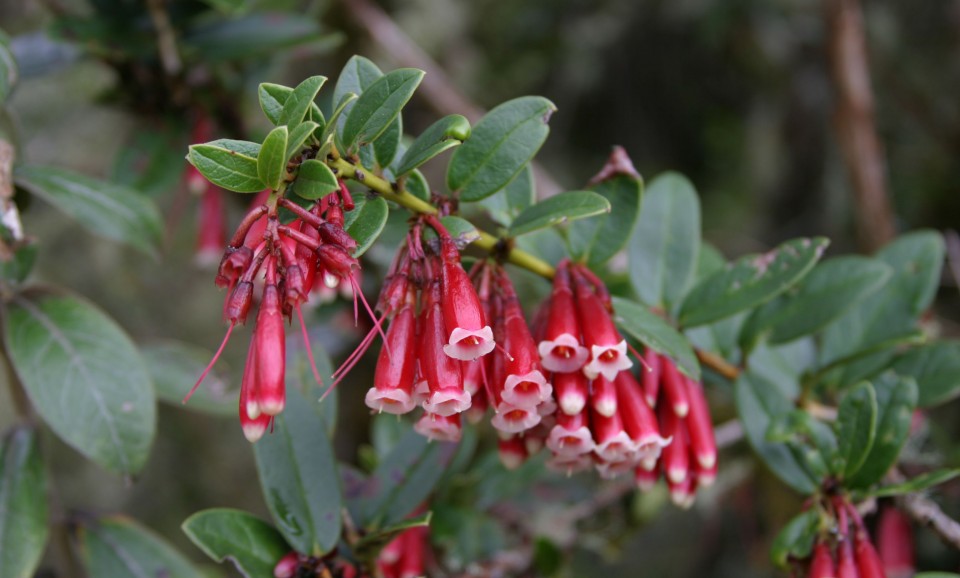 Белтімпорт вітає всіх жінок зі святом 8-го Березня! - Фото №7