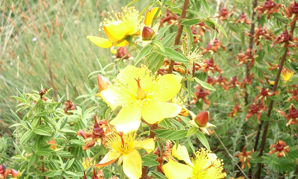 Белтімпорт вітає всіх жінок зі святом 8-го Березня! - Фото №10