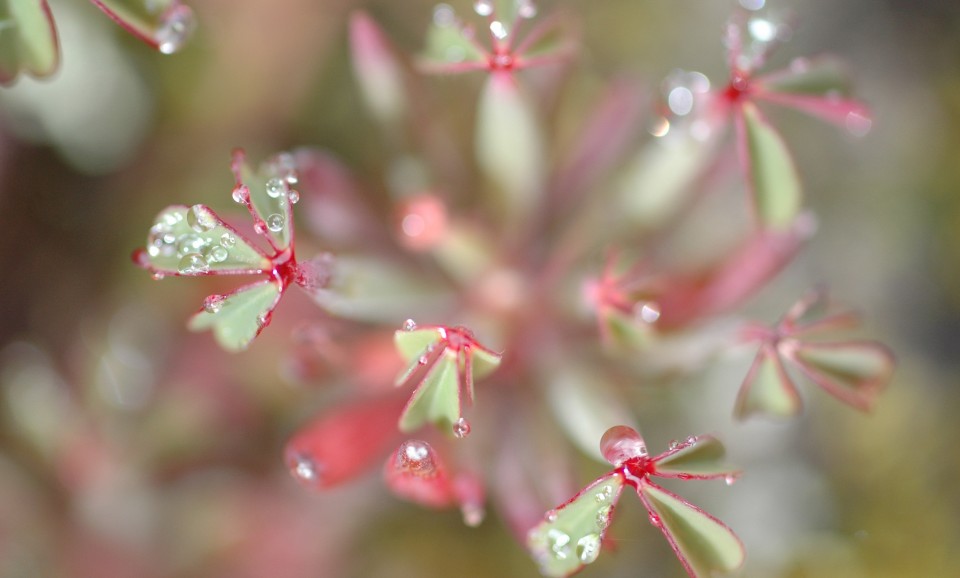Белтімпорт вітає всіх жінок зі святом 8-го Березня! - Фото №5
