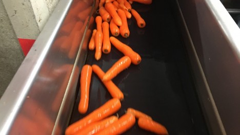 Стійкі до фарбування конвеєрні стрічки Volta Belting