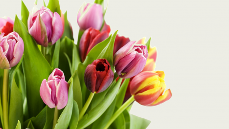 МИЛІ ЖІНКИ, ВІТАЄМО ВАС ЗІ СВЯТОМ ВЕСНИ!