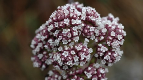 Белтімпорт вітає всіх жінок зі святом 8-го Березня!